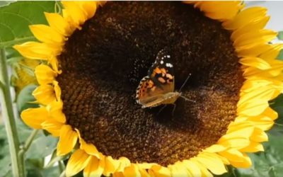 Réussir le tournesol et soja en agriculture biologique