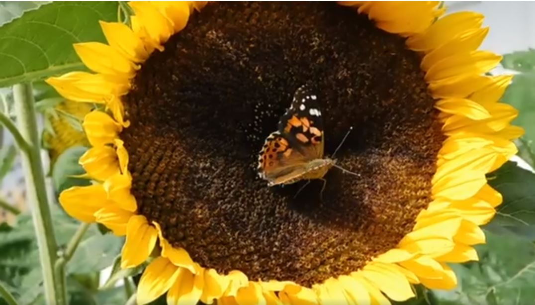 Réussir le tournesol et soja en agriculture biologique