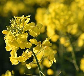 Le groupe Cérèsia investit dans une unité de trituration de colza : un levier stratégique pour l’indépendance alimentaire et la transition agricole